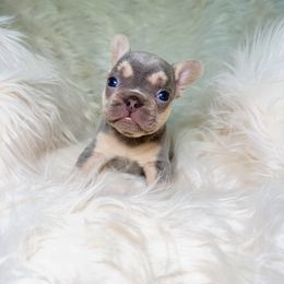 French Bulldog Puppies from House of Frenchies