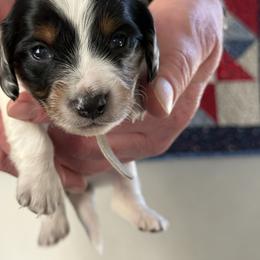 Harrison - Dapple male Dachshund puppy in Milo, Missouri from Gillian’s Darling’ Doxies