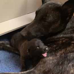 Dutch Shepherd Puppies from Sylviane Wildflower DSK (Dutch Shepherd Kennel)