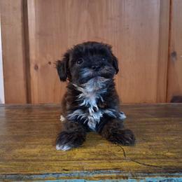 Hector - Sable male Yorkipoo puppy in Terrell, Texas from Ashley Nicole Ranch