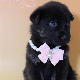 Genevive - Black and cream female German Shepherd puppy in De Land, Florida from 3B’s Animal Artistry