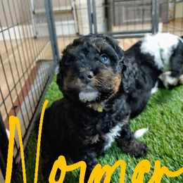 Bernedoodle Puppies from Kiya's Bernedoodles