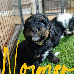 Bernedoodle Puppies from Kiya's Bernedoodles