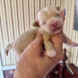 Brynlee - Gold and white female Shihpoo puppy in Whitehall 18052, Pennsylvania from Lilli’s Shih tzus and Shih poos
