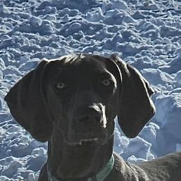 Charlie - Weimaraner
