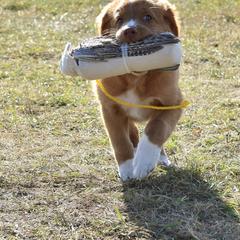 Nova Scotia Duck Tolling Retriever Puppies from Riverside Tollers