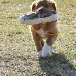 Nova Scotia Duck Tolling Retriever Puppies from Riverside Tollers