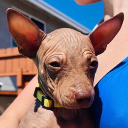 Americano - Chocolate female American Hairless Terrier puppy in Sacramento, California from Gold Rush Kennels