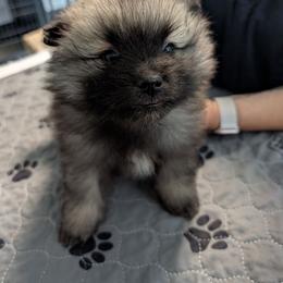 Pink girl - Black and silver female Keeshond puppy in Fayetteville, Tennessee from Erbekees-Keeshonden