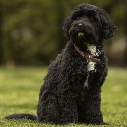 Sassy - Australian Labradoodle