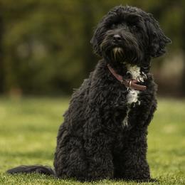 Sassy - Australian Labradoodle