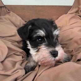 Blue collar - Black and silver male Miniature Schnauzer puppy in Smyrna, Tennessee from Moore's Miniature Schnauzers