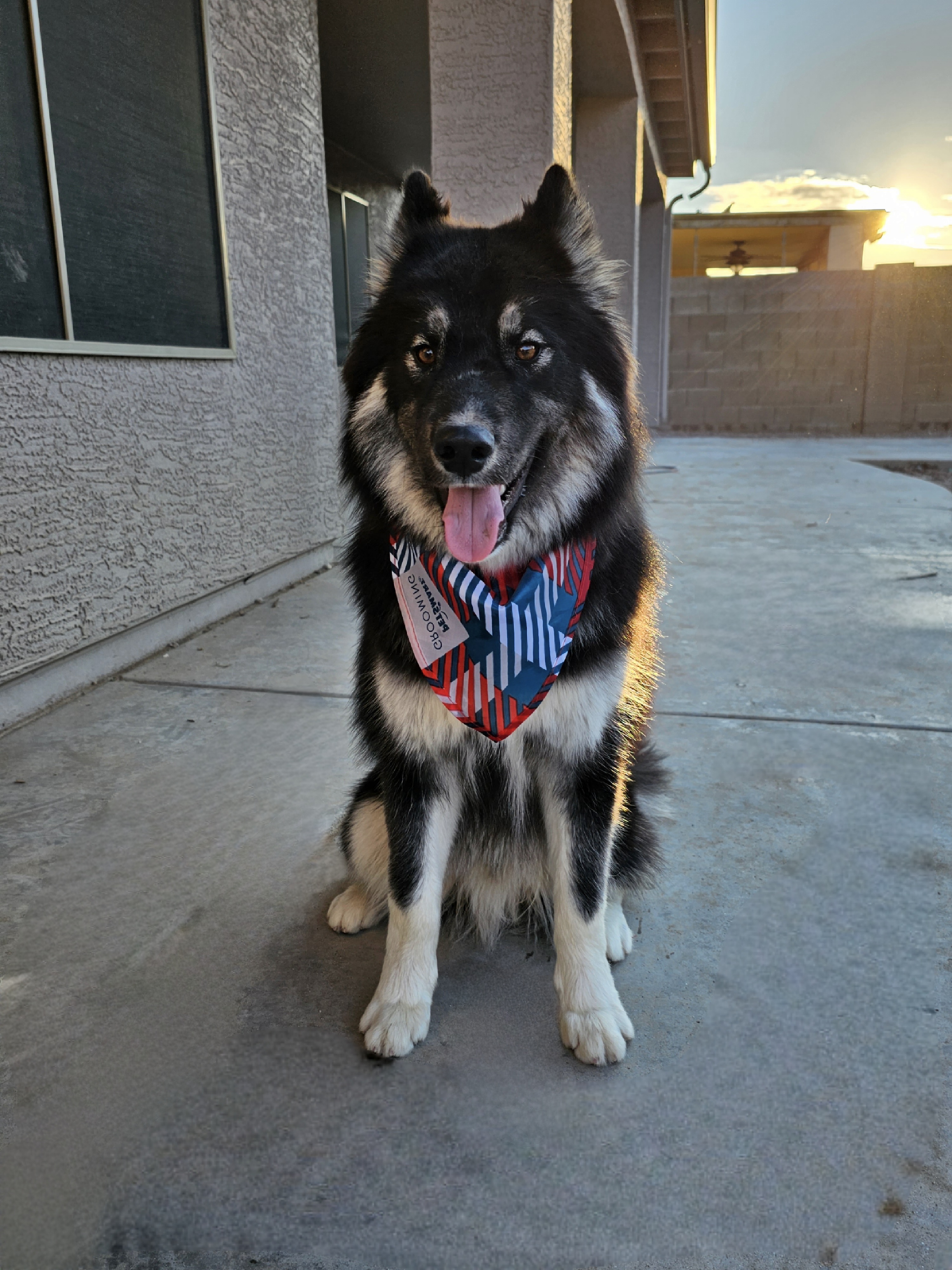 Zeref - Siberian Husky