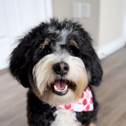 Bronco - Bernedoodle