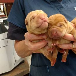 Chinese Shar-Pei Puppies from Shine Shar-Pei