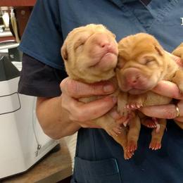 Chinese Shar-Pei Puppies from Shine Shar-Pei