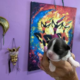 Chihuahua Puppies from King Chihuahuas