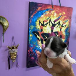 Chihuahua Puppies from King Chihuahuas
