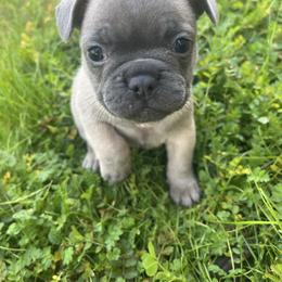 Marigold - Fawn female French Bulldog puppy in Anderson, California from Wooftown Kennels