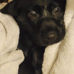 Labrador Retriever Puppies from Cary’s Buck Creek Retrievers