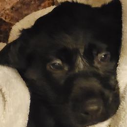 Labrador Retriever Puppies from Cary’s Buck Creek Retrievers