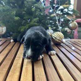 Tecova - Black tri-color female Aussiedoodle puppy in Clara City, Minnesota from Good Shepherd Aussiedoodles