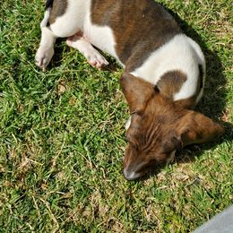 Dachshund Puppies from HPM