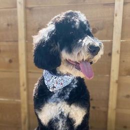 Assorted Doodle Crosses, Bernedoodles, and Poodles from Lucky Day Doodles