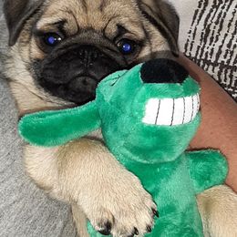 Golden Retriever and Pug Puppies from Ebert Pugs