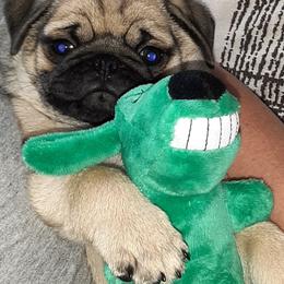 Golden Retriever and Pug Puppies from Ebert Pugs