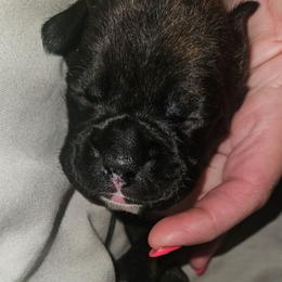 WHITE COLLAR- Reverse Brindle - Brindle female Boxer puppy in Gloucester, Virginia from Keen Boxers