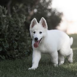 Girl 2 - White female Berger Blanc Suisse puppy in Chestnut, Illinois from Fireside Fernweh