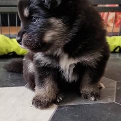 Finnish Lapphund and Leonberger Puppies from Lighthouse Lapphunds and Leos by the Sea