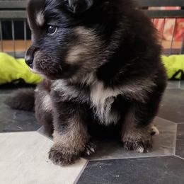 Finnish Lapphund and Leonberger Puppies from Lighthouse Lapphunds and Leos by the Sea