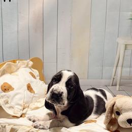Pepper - Black and white male Basset Hound puppy in Hodges, South Carolina from Blooming Basset