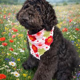 Novalee - Phantom female Bernedoodle puppy in Lookout, California from Remington Kennels, LLC