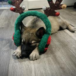 German Shepherd Puppies from Scenic City Shepherds