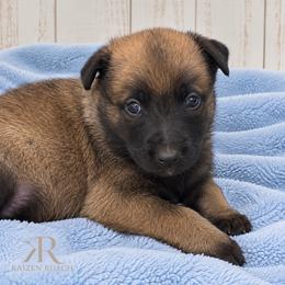 Fawn Girl - Fawn sable female Belgian Malinois puppy in Columbia, South Carolina from Kaizen Ruach Malinois