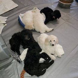 Poodle Puppies from TNT Poodles