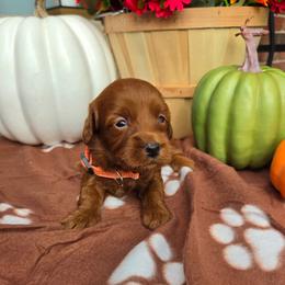 Orange - Apricot male Goldendoodle puppy in Little Rock, Arkansas from Adorable Mini Doodles LLC