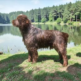 Mason - English Springer Spaniel