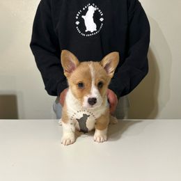 Green Collar Girl - Sable Pembroke Welsh Corgi puppy in Fresno, California from Grey Bria Corgis