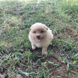 Boy 2 - male Pomeranian puppy in Linwood, North Carolina from My Tiny Paws