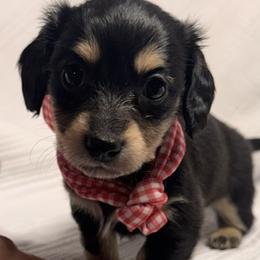 Belle - Black and tan female Dachshund puppy in Lake Wales, Florida from Kirchberg Mini Farm