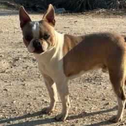 Thor - Boston Terrier