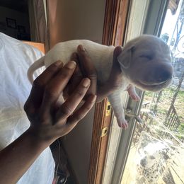 Boy 3 - Dalmatian puppy in Virginia from Andersons Toy Box LLC