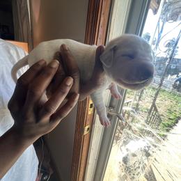 Boy 3 - Dalmatian puppy in Virginia from Andersons Toy Box LLC