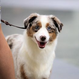 Quince - Miniature American Shepherd