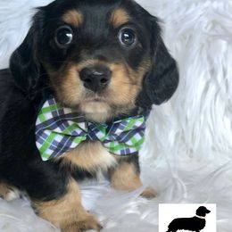 Dachshund Puppies from Primo Dachshunds