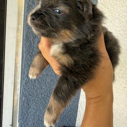 Pixie - Lavender female Pomeranian puppy in Costa Mesa, California from Wheresmil0